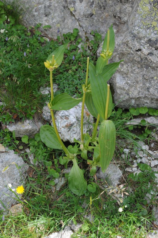 Gentiana burseri subsp. villarsii / Genziana di Villars
